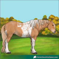 Horse Color:Chestnut  and Chestnut Tobiano 