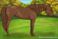 Horse Color:Gray Chestnut 