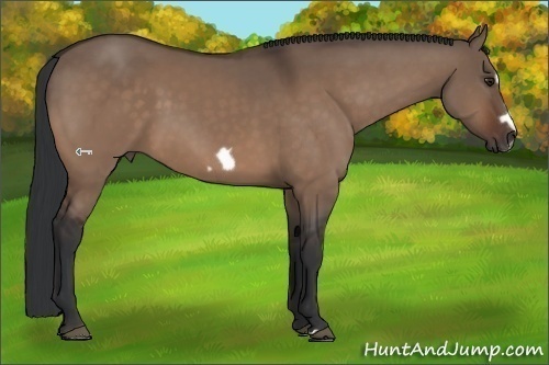 Horse Color:Brown Dun Splash Frame Rabicano