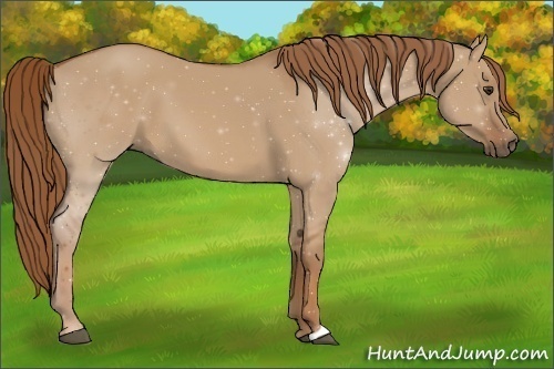 Horse Color:Red Dun