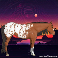 Horse Color:Bay Appaloosa 