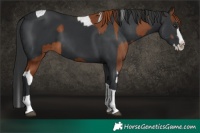 Horse Color:Chestnut Splash Tobiano  and Black Splash Tobiano 