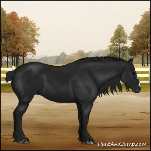 Horse Color:Gray Black 