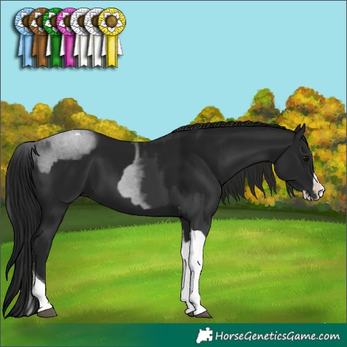 Horse Color:Black Splash Tobiano  and Gray Black Splash Tobiano 