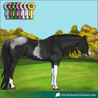 Horse Color:Black Splash Tobiano  and Gray Black Splash Tobiano 