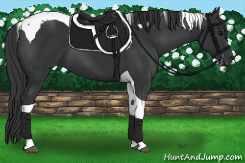 Horse Color:Black Tobiano 