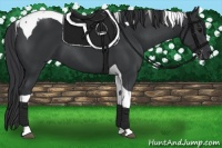 Horse Color:Black Tobiano 