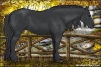Horse Color:Black 