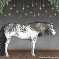 Horse Color:White Spotted Grullo Sabino 