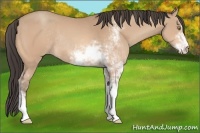 Horse Color:Amber Champagne Sabino Rabicano 