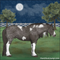 Horse Color:Smoky Black Tobiano Frame Rabicano