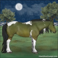 Horse Color:Brown Tobiano Rabicano