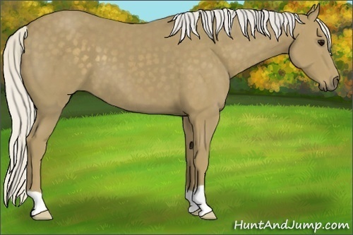 Horse Color:Silver Smoky Black 