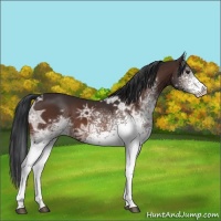Horse Color:White Spotted Bay Ice