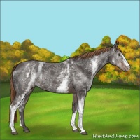 Horse Color:White Spotted Liver Chestnut Ice