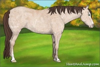 Horse Color:Amber Champagne Ice Sabino
