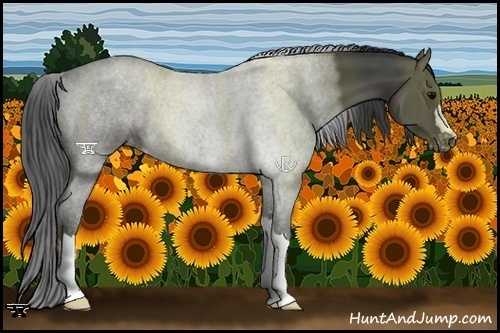 Horse Color:Black Appaloosa 