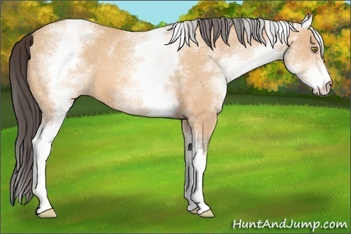 Horse Color:White Spotted Amber Champagne 