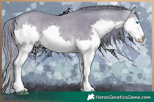 Horse Color:Watercolor Black Splash Rabicano 