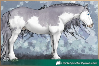 Horse Color:Watercolor Black Splash Rabicano 