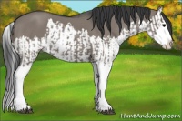 Horse Color:Grullo Sabino Splash  and Grullo Sabino Splash 