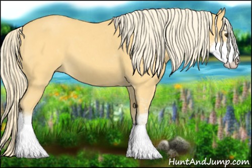 Horse Color:Palomino Sabino 