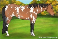 Horse Color:White Spotted Bay Roan