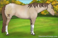 Horse Color:Grullo Pearl Tobiano