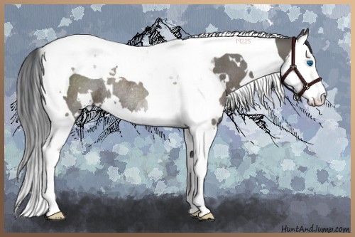 Horse Color:White Spotted Grullo Splash Tobiano Rabicano 