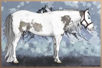 Horse Color:White Spotted Grullo Splash Tobiano Rabicano