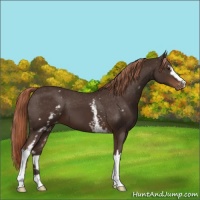 Horse Color:White Spotted Liver Chestnut Appaloosa 