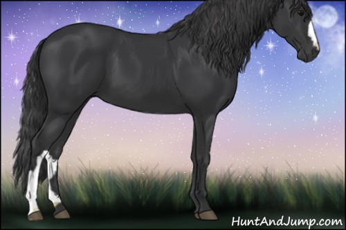 Horse Color:Black 
