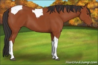 Horse Color:Brown Tobiano 