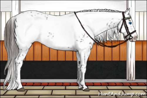 Horse Color:Liver Chestnut Frame 