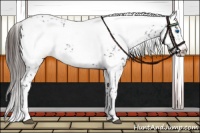 Horse Color:Liver Chestnut Frame 