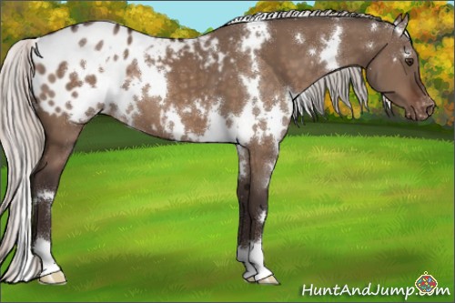 Horse Color:White Spotted Silver Brown Dun Appaloosa 