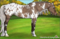Horse Color:White Spotted Silver Brown Dun Appaloosa 