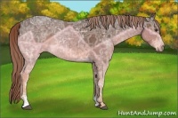 Horse Color:Liver Chestnut Ice Sabino 