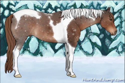 Horse Color:Liver Chestnut Tobiano 