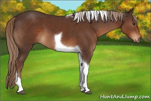 Horse Color:Liver Chestnut Tobiano 