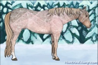 Horse Color:Liver Chestnut Ice Sabino 