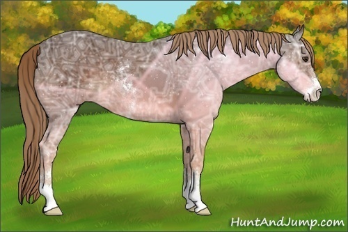 Horse Color:Liver Chestnut Ice Sabino