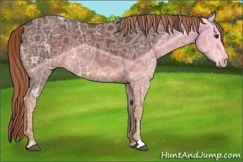 Horse Color:Liver Chestnut Ice Sabino 