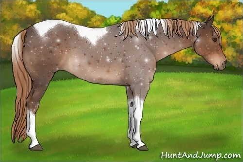 Horse Color:Liver Chestnut Tobiano 