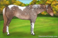 Horse Color:Liver Chestnut Tobiano
