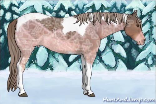 Horse Color:Liver Chestnut Ice Tobiano