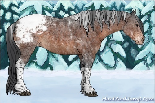 Horse Color:Brown Tobiano Appaloosa Rabicano 