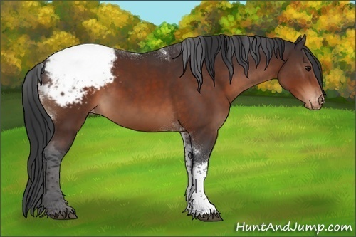 Horse Color:Brown Tobiano Appaloosa Rabicano 