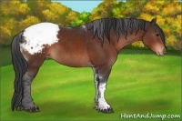 Horse Color:Brown Tobiano Appaloosa Rabicano 