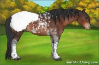 Horse Color:Brown Tobiano Snowcap 